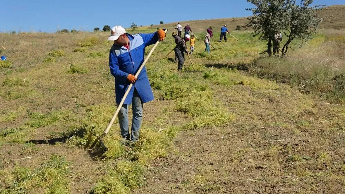 Yazıpınar köyünden hariç pek tırpancı kalmadı, herkes yaşlandı. Biz 3 kişi kaldık. Herhalde bu gidişle tırpancılık bitecek. Makineyle biçme hem pahalı oluyor hem de ürün kaybı daha çok oluyor. Tırpan daha iyi. Güneş altında çalışmak kolay olmuyor ama mecbur çalışıyoruz” dedi.