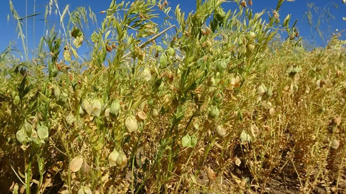 'Tırpan işçisi bulmak çok zor'<br><br>Yazıpınar köyünden gelen Hıfzı Erdoğan ise 15 yaşından beri tırpancılık yaptığını belirterek, 'Aşırı sıcaklarda çok zor oluyor ama ekmek parası mecbur yapıyoruz. Yevmiyemiz bin 500 lira, tırpancı yetişmiyor, bilenler de yaşlandı, tırpancı bulmak zor. Makinenin masrafı çok oluyor, onun için geleneksel yöntemi seçiyorlar' şeklinde konuştu.