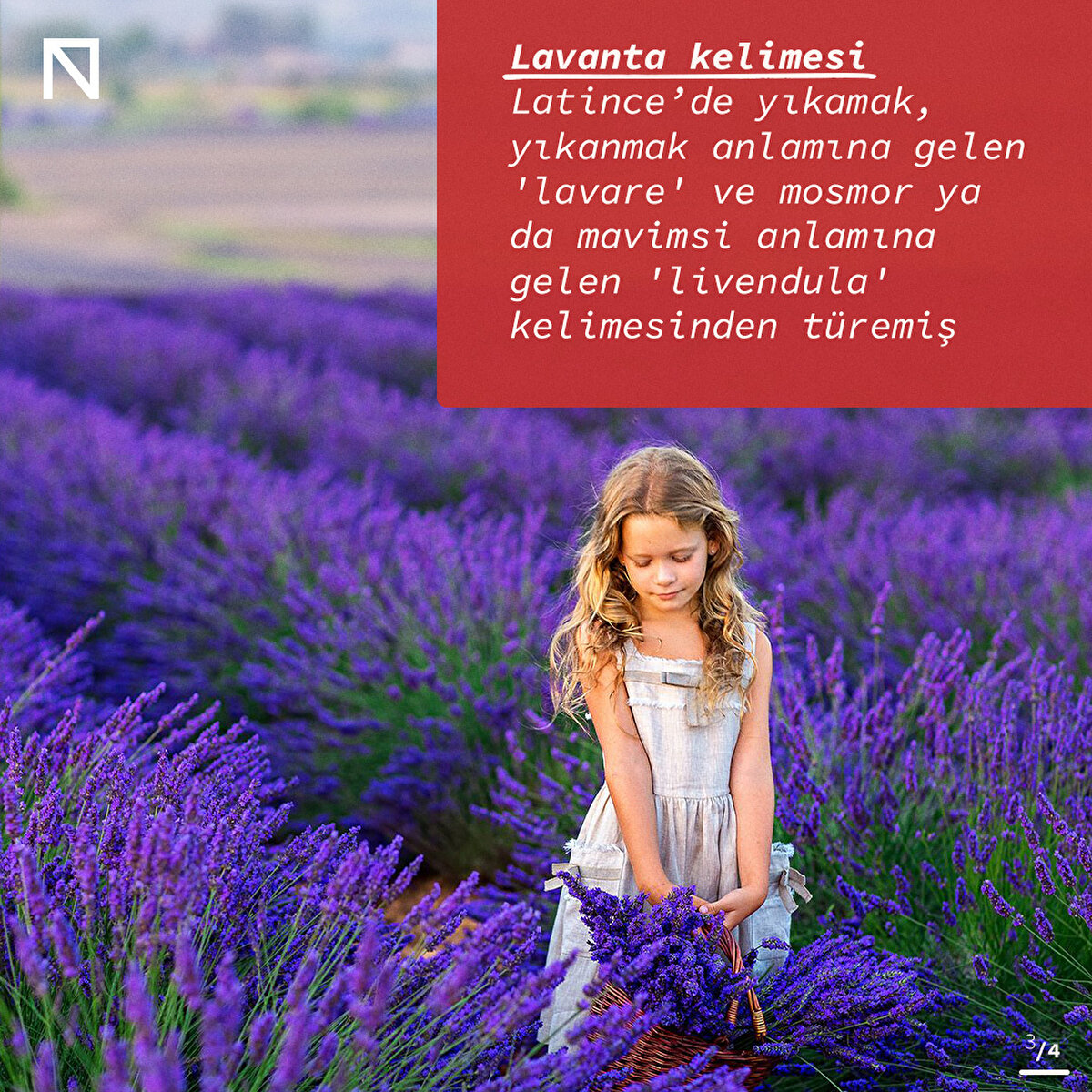 Lavanta kelimesi Latince’de yıkamak, yıkanmak anlamına gelen 'lavare' ve mosmor ya da mavimsi anlamına gelen 'livendula' kelimesinden türemiş