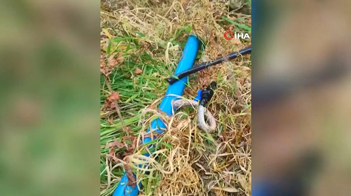 Hatay'ın Arsuz ilçesi Kurtbağı mahallesinde yaşayan ve çiftçilik yapan Vedat Köklü, tarlasında sulama yaparken suyun gelmediğini fark etti.