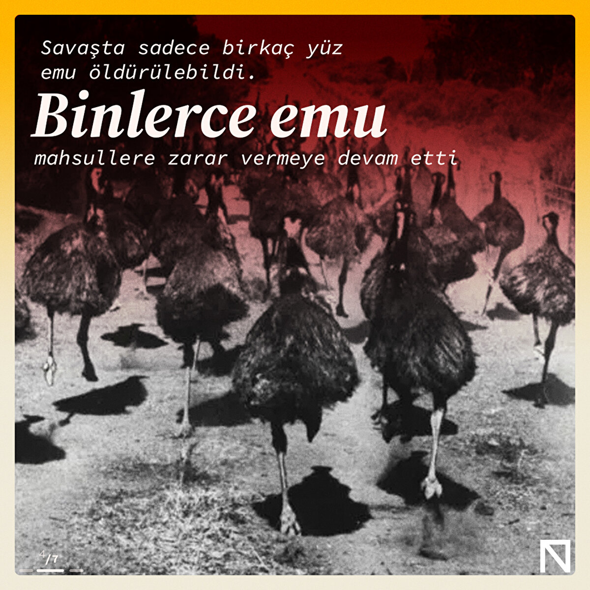 Savaşta sadece birkaç yüz emu öldürülebildi. Binlerce emu mahsullere zarar vermeye devam etti