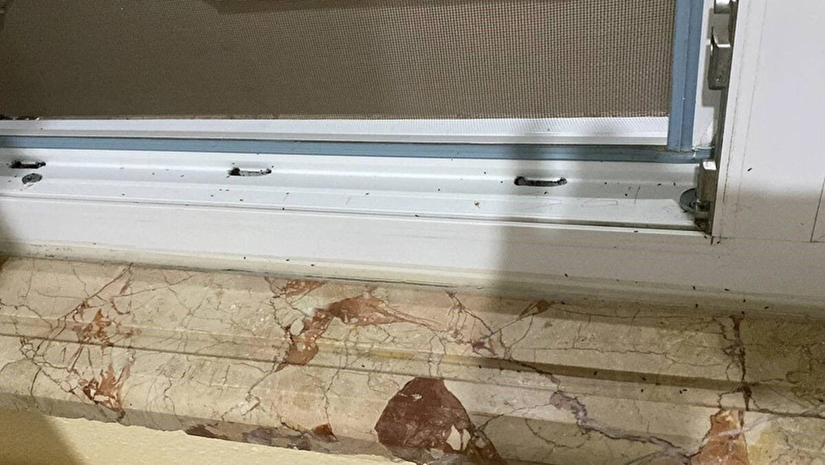 Zile ilçesindeki Tarım Kredi Kooperatifine ait depolarda iddiaya göre geçen yıl kalan ay çekirdekleri pirelenmiş durumda. Yüksek sıcaklıkların etkisiyle depolardaki pireler hızla yayılmış durumda.