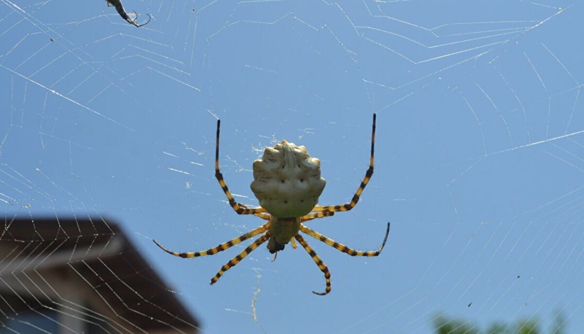 Dünyanın en zehirli örümcek türlerinden biri olarak bilinen loplu örümcek (argiope lobata) Aksaray’da görüldü. Yapılan araştırmalarda Türkiye’de genellikle Akdeniz Bölgesi’nde görülen loplu örümcek geçtiğimiz yıl Ağustos ayında da Gümüşhane, Ankara ve Kahramanmaraş’ta görüldü. Aksaray - Adana kara yolu üzerinde bulunan bir bahçede görülen örümcek ördüğü ağ, iriliği ve farklı şekliyle dikkat çekti. Genellikle Afrika, Güney Avrupa ve Asya’da görülen loplu örümceğin şehirde görülmesi üzerine vatandaşlar da tedirgin oldu. 