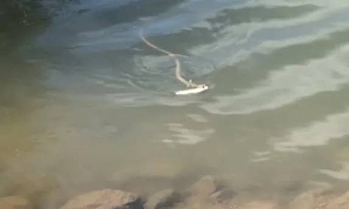 Kars’ın Sarıkamış ilçesindeki Karakurt Baraj Gölü’nde balık tutan amatör balıkçılar ilginç bir olaya tanıklık etti.