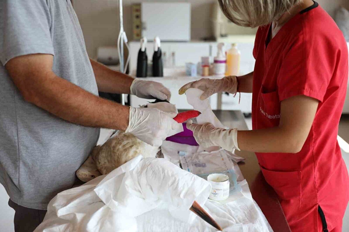 Yabani Hayvanlar İlk Yardım Ünitesinde 1,5 aylık sürede 45 göçmen kuş tedavi edilerek yeniden doğaya salındı. Klinikte şu anda ise 12 leylek, 7 peçeli baykuş, 1 martı, 1 posta güvercini ve 1 kara kaplumbağasının tedavisi sürüyor. 