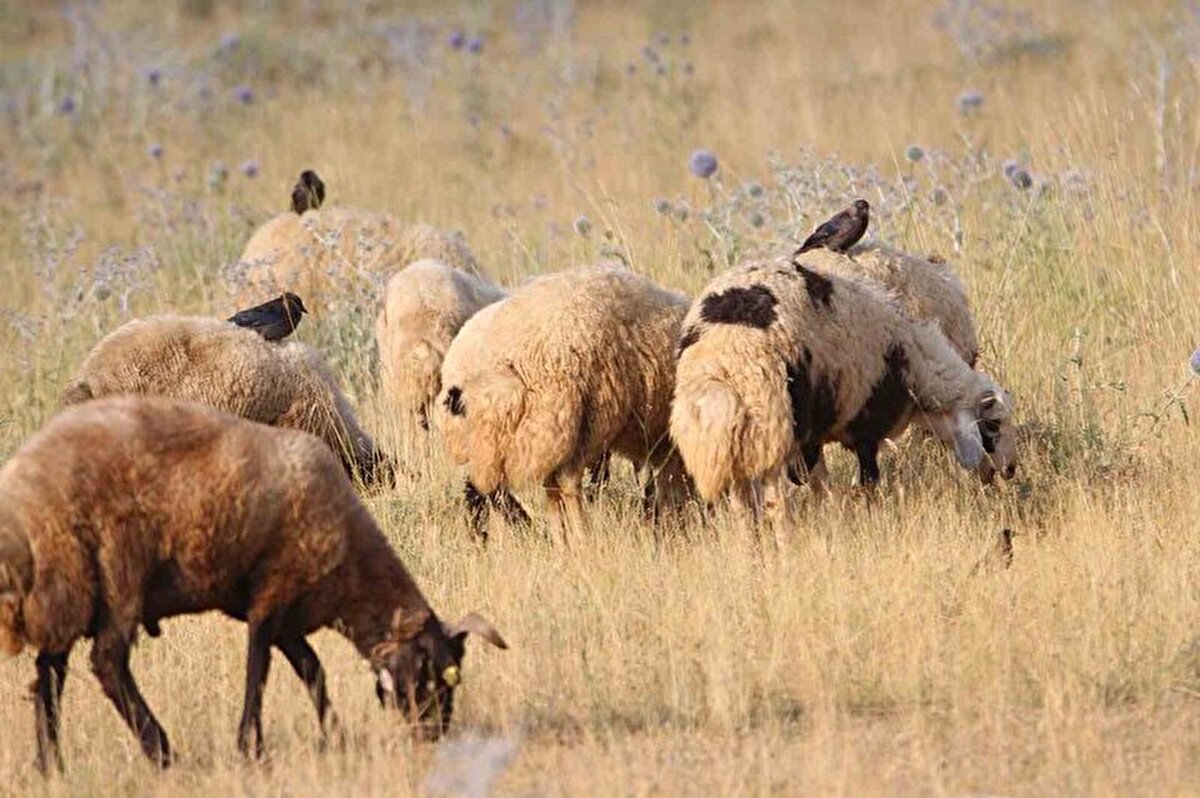 Özellikle sığırcık, küçük karga ve saksağanın koyunların üstündeki böcekleri yeme anı kameraya yansıdı.