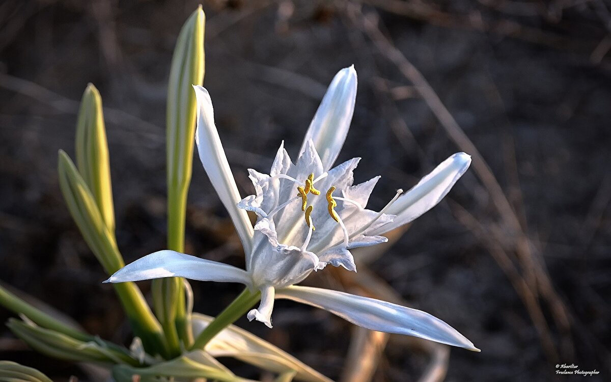 Koruma altındaki bitkileri koparmanın cezasının 387 bin 141 lira olduğu belirtildi.