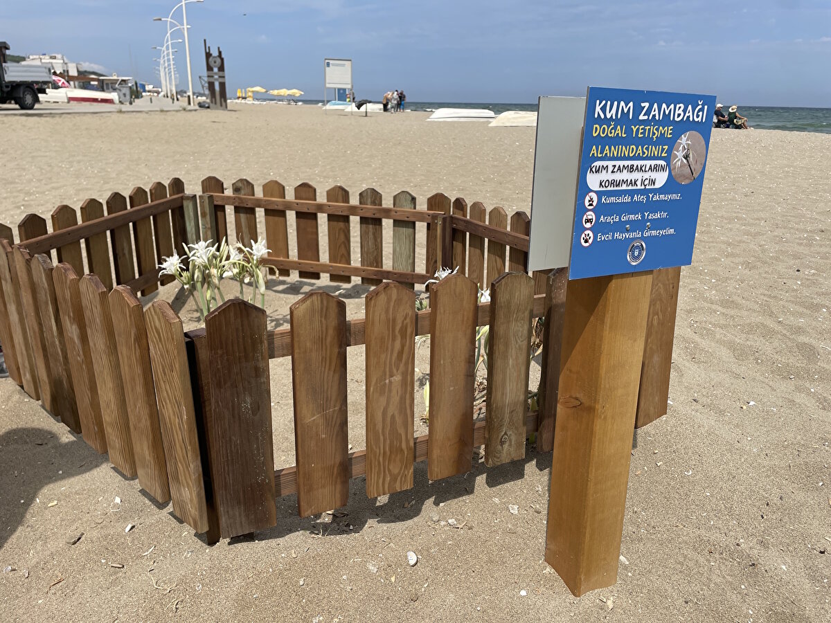 Dünyada nadir rastlandığı için Dünya Doğayı ve Doğal Kaynakları Koruma Birliğince koruma altına alınan kum zambakları, Bursa sahillerinde çiçek açtı.<br><br>Park ve Bahçeler Dairesi Başkanlığı Sahil Planlama ve Yapım Şube Müdürlüğü ekiplerince başlatılan çalışma kapsamında bu bitkiler çitlerle çevrilerek, uyarı levhaları konuldu.