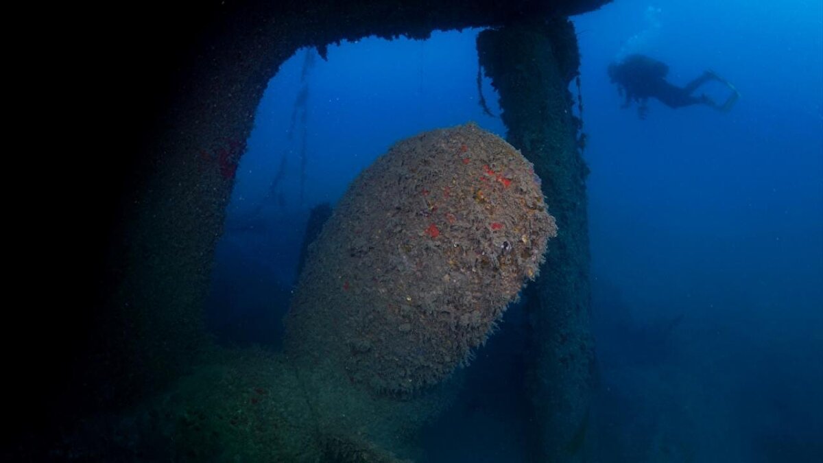Ceylan, dalışta ayrıca nesli tehdit altında olan canlılarla da karşılaştıklarını ve bunları da kayıt altına aldıklarını belirtti.