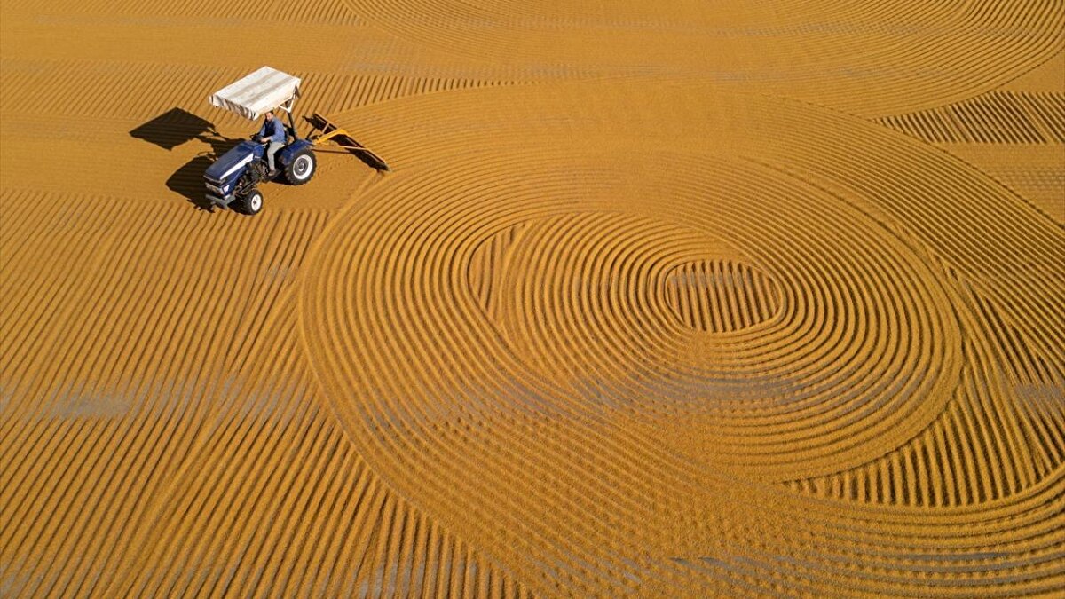 Bulgurlar, kurutma işlemi sırasında traktörlere takılan özel aletlerle belirli aralıklarla karıştırılıyor.