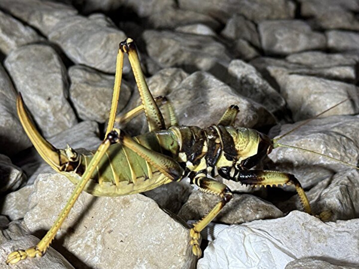 Uzmanlar, böcek türleri ve tarımsal açıdan zararlı haşerelerle beslenen "saga ephippigera" türü çekirgenin çiftçi dostu olduğunu ve korunması gerektiğini belirtti.