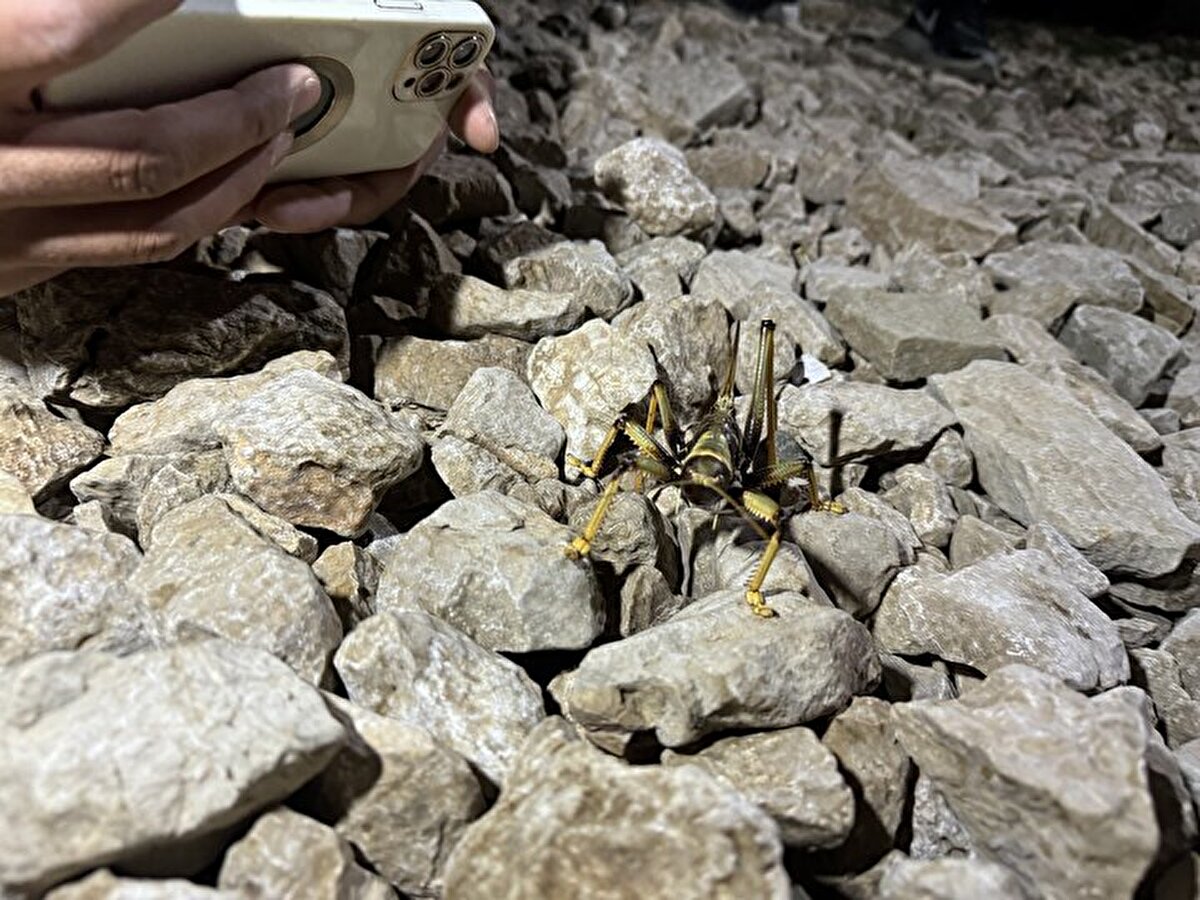 Uzmanlar büyüklüğüyle dikkat çeken etçil çekirgelerin insanlara bir zararı olmadığını belirtti.