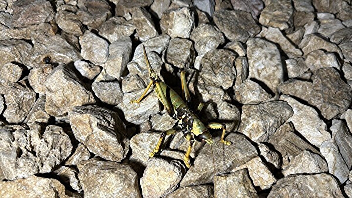 20 santimetre uzunluğundaki etçil çekirgeyi gören vatandaşlar, şaşkınlığını gizleyemedi.