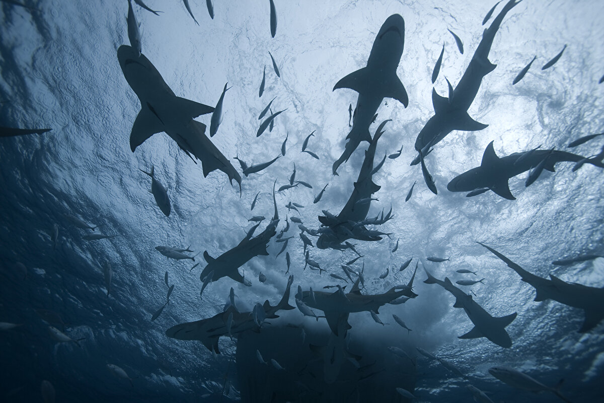 İlk nasıl ortaya çıktı<br><br>Köpek balıkları veya atalarına dair rastlanan en eski izler 450 milyon yıl önceye dayanıyor. Eğer rastlanan fosiller köpek balıklarına aitse, 450 milyon yıl önce yaşayan köpek balıklarının dişsiz olabilme ihtimali var.