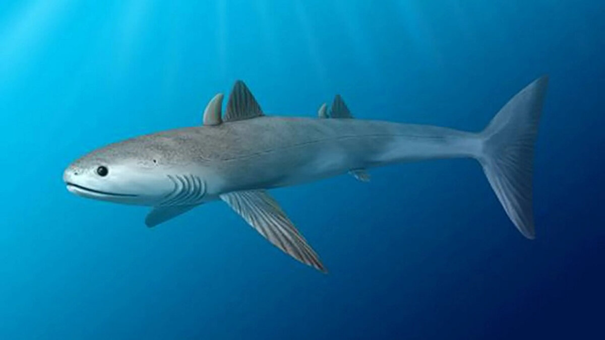 Köpek balığı olarak tanımlanabilen en eski balık<br><br>Yaklaşık 380 milyon yıl önce Devonyen Dönem'in ortalarında, köpekbalıklarından daha çok yılanbalığına benzeyen Antarctilamna cinsi ortaya çıktı. Bu süre zarfında Cladoselache de evrimleşti. Cladoselache, bugün köpekbalıkları olarak tanımlayabileceğimiz ilk grubu oluşturur, bununla beraber chimaera dalının bir parçası olma ve teknik olarak bir köpekbalığı olmama ihtimalleri de vardır. Aktif yırtıcılar olarak torpido şeklindeki gövdeleri, çatallı kuyrukları ve sırt yüzgeçleri vardır.