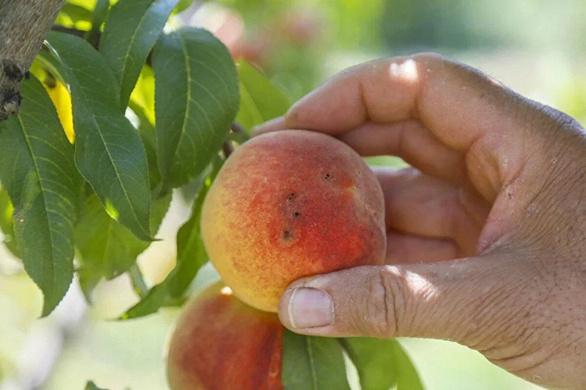 Zirai ilaçları kullanmalarına rağmen ağaçlardaki meyvelerde küçük delikler ve iç çürümesi gözlemlenen üreticilerin kaybının en az yüzde 60 olduğu belirtiliyor.