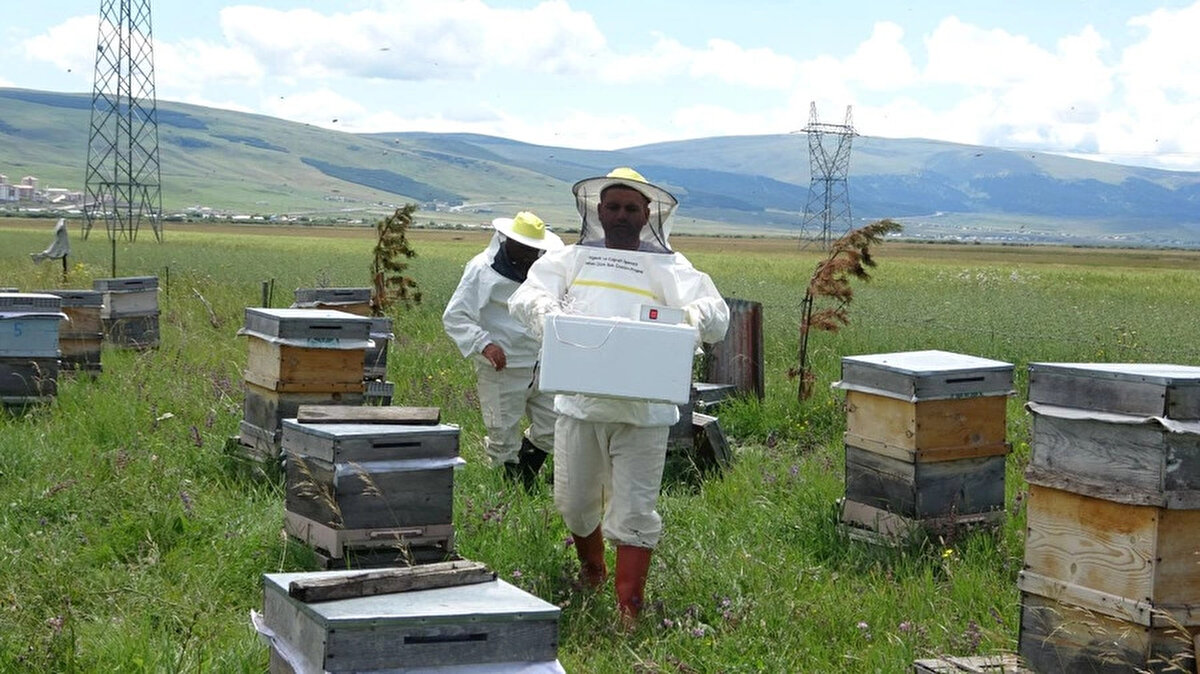 Kovanlara yerleştirilen özel aparat sayesinde elektrik verilen arıların cama zehri bırakmasıyla elde edilen arı zehri, daha sonra camdan kazınarak saklanıyor. Bu aparat sayesinde arılar zarar görmeden zehirlerini cama bırakmış oluyor. Kendi arılarıyla da yetinmeyen Özer, arıcılardan hem arı zehri toplamaya hem de arı zehri üretimini öğretmeye de başladı.<br>