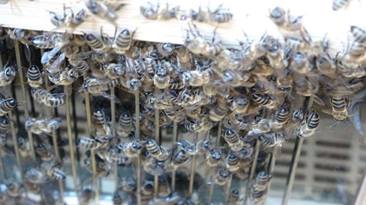 Arı zehrinin fiyatıyla altından daha değerli olduğunu söyleyen Özer, ''zehrin kilogramı pazarda 100 bin doları buluyor. Bunun sebebi, bu zehrin özellikle kimya sanayi, ilaç sanayi ve kozmetik alanında kullanılıyor olmasıdır. İnsan sağlığından tutun kişisel bakıma kadar bir çok alanda kullanılıyor ve her geçen gün de farklı alanlarda deneyler yapılıyor. Arı zehri üzerine makaleler yazılıp uluslararası çalışmalar yapılıyor. Labaratuvarlarda deneyler yapılıyor'' dedi.