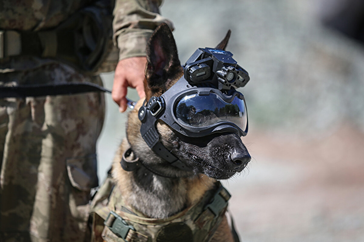 Birliklerine gönderilen eğitimli köpekler, özellikle terörle mücadelede etkin rol oynuyor. Mayın arama, bomba arama, keşif köpekleri, kırsalda gerçekleştirilen operasyonlarda Mehmetçiğe büyük kolaylık sunuyor.<br><br>Terörle mücadelede kararlı adımlar atan TSK, kendini yenileyen ve geliştiren envanter listesine UKKS'yi entegre etmeye hazırlanıyor. Özel bir yelek ile eğitimli köpeklerin üzerine yerleştirilen kamera yardımıyla, taranacak alanı keşfe çıkan hayvanın gözünden canlı görüntü alınabiliyor.