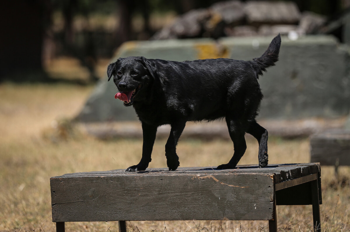 Yaklaşık 2 yıl zorlu eğitim süreçlerinden geçirilen köpeklerin gerek askeri harekat gerekse doğal afetlerde görev yaptığını belirten Özgen, Gemlik'te eğittikleri köpeklerin asrın felaketi olarak nitelendirilen Kahramanmaraş merkezli 6 Şubat 2023'teki depremlerin ardından bölgede görev aldığını hatırlattı.