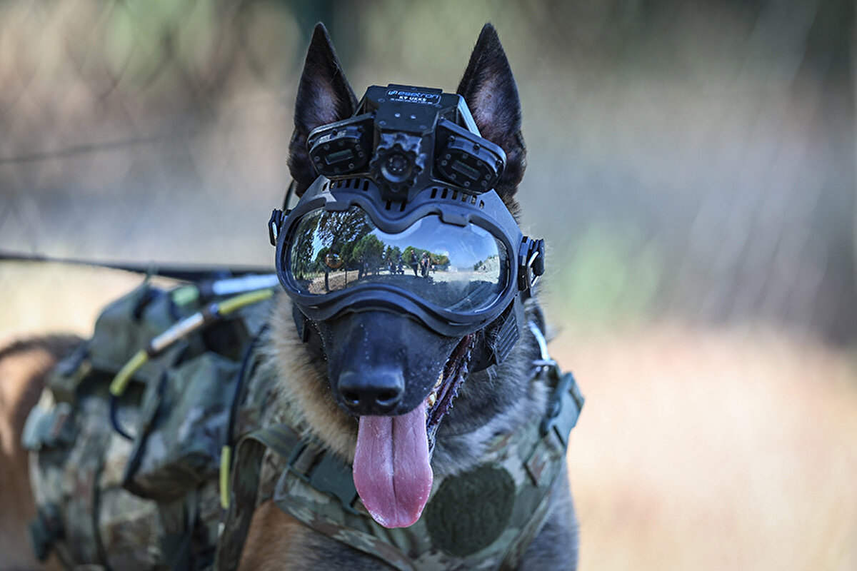 TSK envanterine dahil edilmesi planlanan UKKS cihazının eğitimi süren köpekler üzerinde kullanıldığı, bu hayvanların cihaza alışma sürecinden geçtiğini dile getiren Yüzbaşı Özgen, şöyle konuştu:<br><br>"Bu sistem, arama tarama faaliyetleri esnasında keşif, mayın arama ve bomba arama köpekleri üzerine yerleştirilerek, kullanıcı personelin tehlikeli ya da risk barındıran durumlarda köpeklerini daha iyi yönlendirilebilmeleri ve operasyona katkı sağlaması maksadıyla kullanılması hedeflenen bir sistemdir. Askeri köpekler ile sürekli iletişim halinde olmak ve uzaktan onları yönlendirerek ortam bilgisini anlık edinmek, köpeklerin operasyonlarda daha etkin kullanılması bakımından önem arz etmektedir."