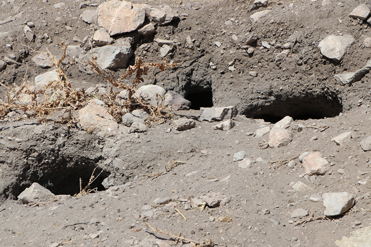 Ada ve kilisenin çevresinde oyuklar açan tavşanlar, ağaç ve bitki örtüsüne zarar verince 2015 yılında yetkililer harekete geçti. Kültür ve Turizm İl Müdürlüğü koordinatörlüğünde kurulan komisyon, popülasyonu artan tavşanların adaya ve tarihi kiliseye zarar vermeye başladığı yönünde fikir birliğine vardı.