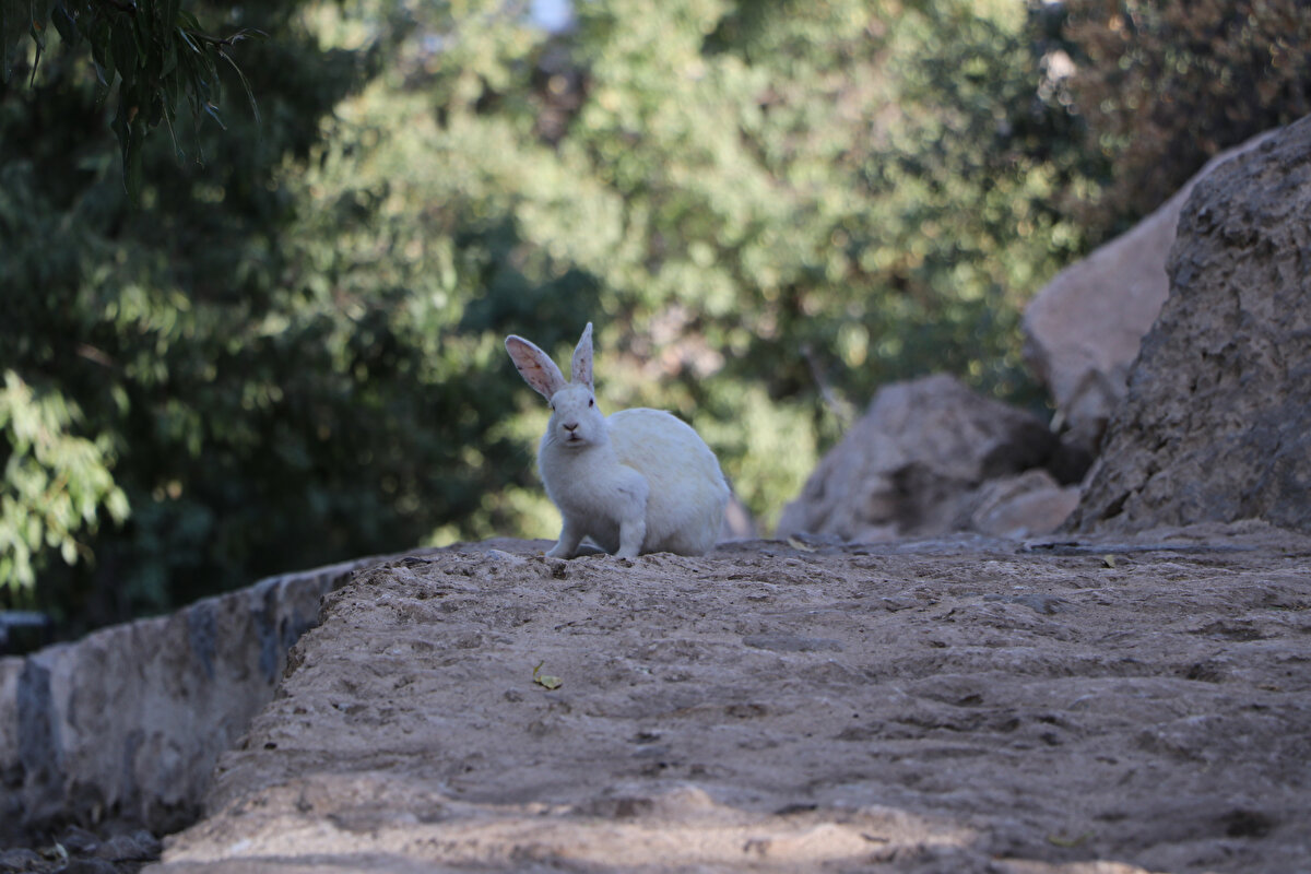Hızla üreyen ve sayıları her geçen gün artan tavşanlar, adanın her tarafına oyuklar açıp tarihi yapılar için risk oluşturmaya devam ediyor.  YYÜ Mimarlık ve Tasarım Fakültesi Dekanı Prof. Dr. Şevket Alp, Akdamar Adası'nın Anadolu topraklarının önemli tarihi ve kültürel hazinelerinden biri olduğunu söyledi.