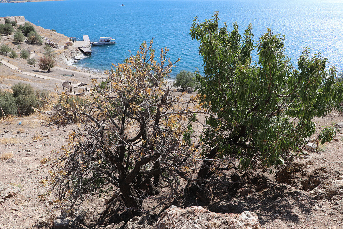 Tavşanların toplatılması ile ilgili daha önce hazırlanan projeye değinen Prof. Dr. Alp, "Tavşanlar hem adanın kuyusunu kazıyor hem de değerini düşürüyor. Bununla ilgili daha önce projeler hazırlandı ama sona gelinmedi ve tekrar başa dönüyoruz. Şu anda Akdamar Adası girdabın içinde ve yavaş yavaş batıyor. Kiliseye 2 şekilde büyük zarar veriyorlar. Birincisi hızlı bir şekilde üredikleri için yuva yapmaya çalışıyorlar. Yuva için galeriler açıyorlar. Açtıkları galerilerle kilisenin temellerini oymuş oluyorlar. İkincisi bitki örtüsünü tüketiyorlar. Orada Cumhuriyet öncesinden kalan bağlar vardı, hiç bağ kalmadı. Bu da bir tahribat yani artık o kültürü göremeyeceksiniz. Hem bitki örtüsüne hem de açtıkları galerilerle temellerine zarar veriyorlar. Akdamar Adası artık çok ciddi risk altında. Acilen bu tavşanları son tavşan kalmayıncaya kadar toplatmak gerekiyor" dedi.