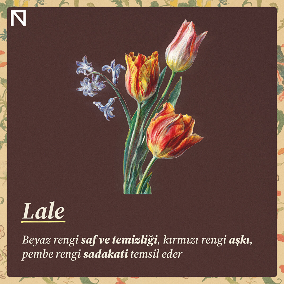 Beyaz rengi saf ve temizliği, kırmızı rengi aşkı, pembe rengi sadakati temsil eder