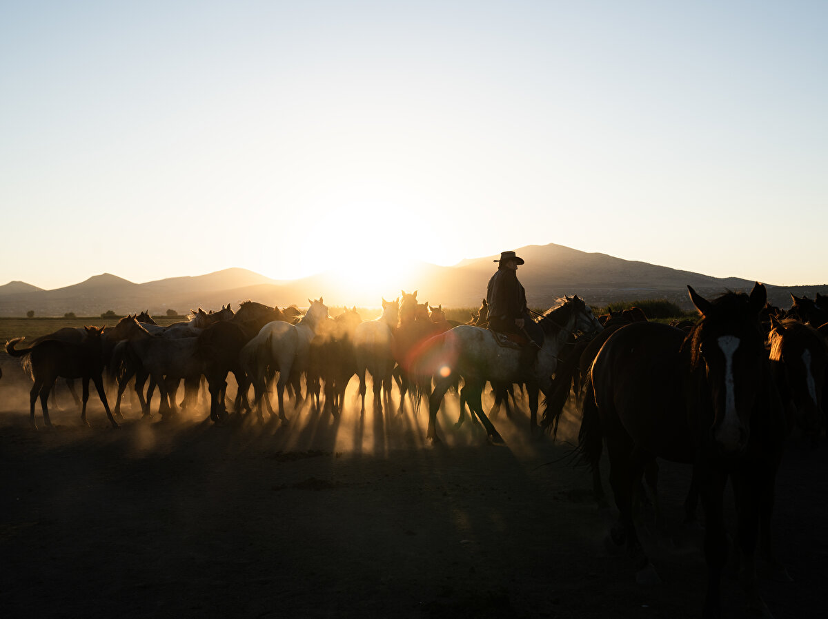 Onar ve yirmişerli gruplara ayrılarak gezen yılkı atları inanılmaz ama bir de aralarında grup lideri seçiyorlar. Aralarındaki lider yılkı atı diğer atlar su içerken gözcülük yapıyor, bulundukları alana insanlar yanaştığında ayağını yere vurarak, kişneyerek diğerlerini uyarıyor. Bu gözlemler, asil oldukları kadar akıllı hayvanlar olduklarını da gözler önüne seriyor.
