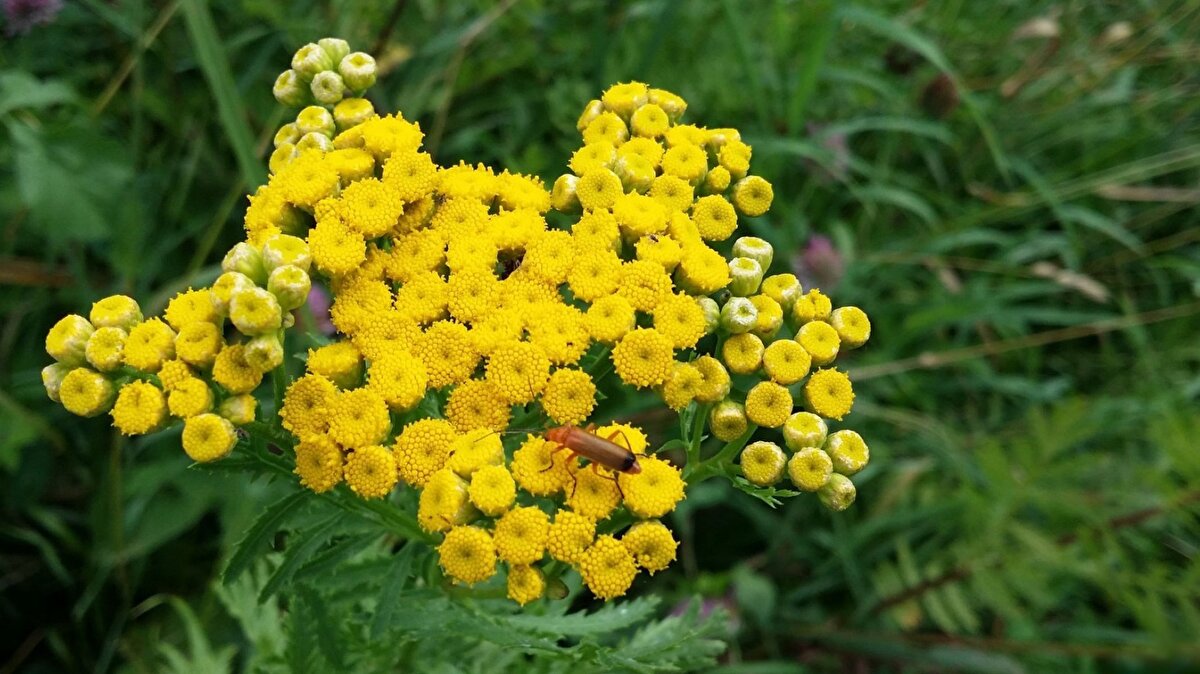 Ölmez otunun yağ yakıcı özelliği de bulunmaktadır. Özellikle bitki ile yapılan çay metabolizma ve beslenme bozuklukları nedeniyle ortaya çıkan obeziteye karşı etkisini gösterebilmektedir. Tüketilmesi vücutta yağ yakımını hızlandırmakta ve fazla kilolardan kurtulmaya destek olmaktadır.