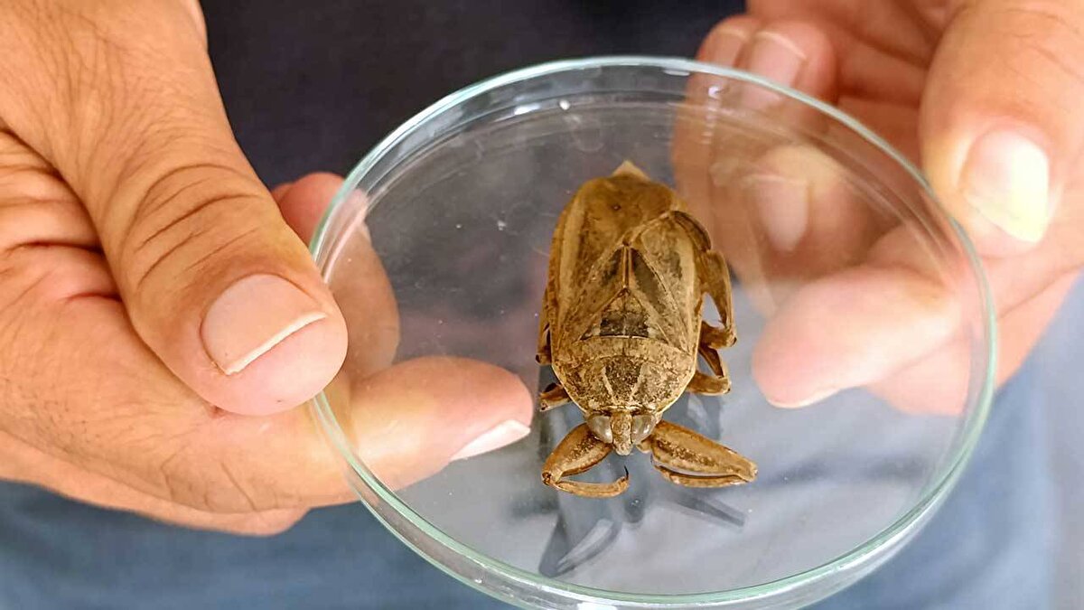 "Gözlem altına alınmalı"<br><br>Türün turizmi etkileme potansiyeli olduğu uyarısında bulunan Prof. Dr. Deniz Ayas, şunları söyledi:<br><br>“Turizmi etkileme potansiyeli var. Bu türün ayak kopartmak ya da parmak kopartmak gibi bir şeyi yok tabii ki. Halk arasında geçen bir şey ama çeşitli, basit yaralanmalara sebep olacak bir tür. O anlamıyla da bu türün izlenmesi gerektiğini düşünüyoruz. Mersin Üniversitesi Su Ürünleri Fakültesi olarak da bundan sonraki yıllarda bu türün dağılımının nasıl olacağı, popülasyonun nasıl olacağını Mersin sahillerinde takip edeceğiz. Çünkü bildiğiniz gibi küçük şu yaralanmalara sebep olabilir. Eğer bu tür, deniz sahillerine uyum gösterirse büyük oranda olursa basit önlemler alınabilir. Taşlık alanlarda giyilen o basit patiklerle türün olduğu yerlerde girilerek yaralanmalar ortadan kaldırılabilir. Şu anda iki erkek birey tespit ettik ama gelecekle ilgili gözlem yapılması gerekiyor. Bu türün Mersin'deki varlığı tespit edildi, denizdeki varlığı tespit edildi. Bundan sonraki gidişatı gözlemler yaparak tespit etmeye çalışacağız.”