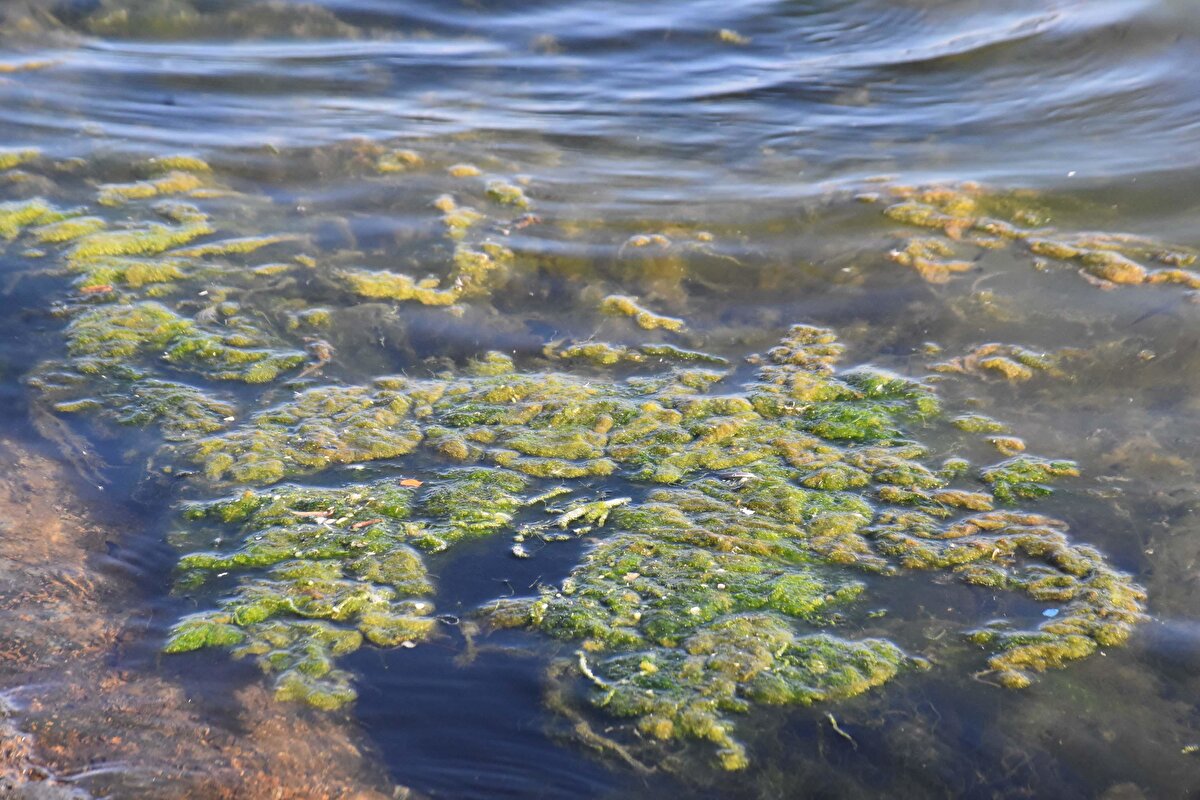 Bazı yosunların fırsatçı ve toleranslı türler olduğunu vurgulayan Prof. Dr. Taşkın, şöyle devam etti:<br><br>“Körfeze girdi oldukça yosunlarda da mevsimsel olarak artış gözlenebilir. Kış mevsiminde biraz azalma olsa da ilkbahardan itibaren yine yüksek bir artış olacaktır. Çünkü yosunlar sporlarla ürüyorlar. Kıyıdan toplasanız dahi sporları suda bulunuyor ve koşullar uygun olduğunda yeniden hızlı bir artışla gelişerek ortamı kaplayabiliyorlar."