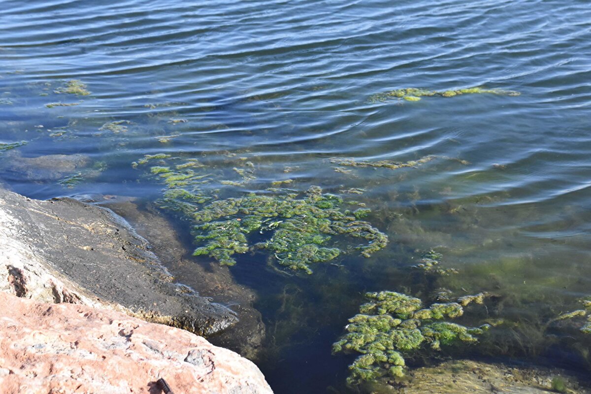Bostanlı sahilinde kıyıya yakın bazı noktalar, sudaki azot ve fosfor miktarının artmasıyla meydana gelen deniz yosunlarıyla kaplandı. Mevsimsel değişimle birlikte kirliliğe bağlı ortaya çıkan yosunlar, kirliliğin arttığı İzmir Körfezi'nde yayılım gösterdi.