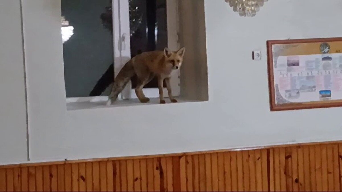 Tortum ilçesine bağlı Kapıkaya Mahallesinde yiyecek bulmak için mahalleye gelen tilki camiye sığındı. 