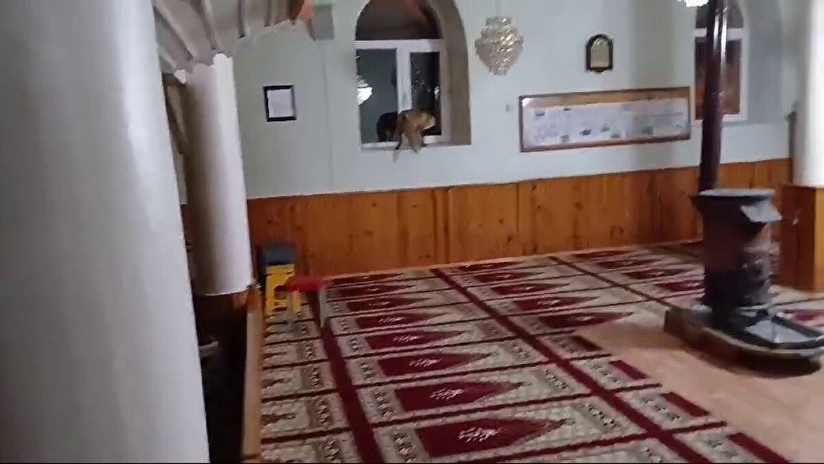 Namaz için camiye gelen vatandaşlar tilkiyi görünce büyük bir şaşkınlık yaşadı. 