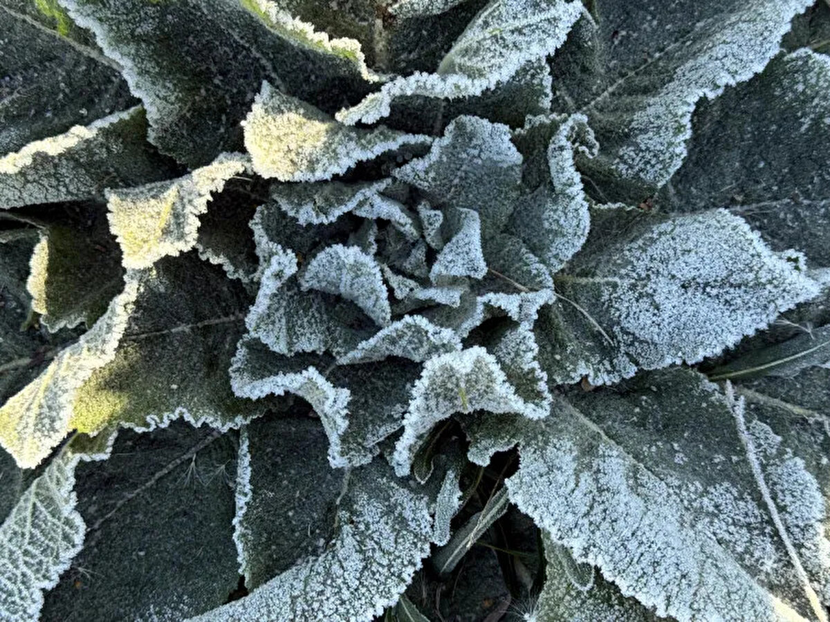 Ardahan'da ve gece hava sıcaklığının sıfırın altında 6 dereceye düştüğü Kars'ın Sarıkamış ilçesinde bitkilerde kırağı oluştu.