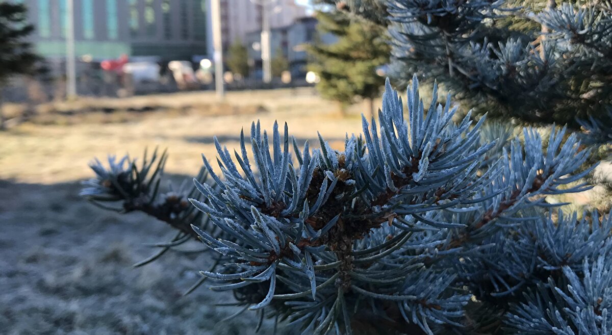 Bitkiler ve ağaç yaprakları kırağı nedeniyle beyaza bürünürken, otomobil camları da buzla kaplandı.
