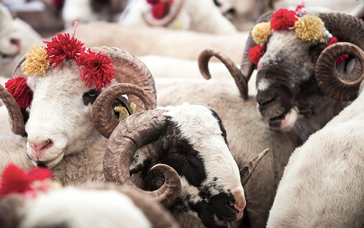 Kurban Bayramı Arifesi – 6 Ağustos 2025, Çarşamba<br><br>Kurban Bayramı 1. Günü – 7 Ağustos 2025, Perşembe<br><br>Kurban Bayramı 2. Günü – 8 Ağustos 2025, Cuma<br><br>Kurban Bayramı 3. Günü – 9 Ağustos 2025, Cumartesi<br><br>Kurban Bayramı 4. Günü – 10 Ağustos 2025, Pazar