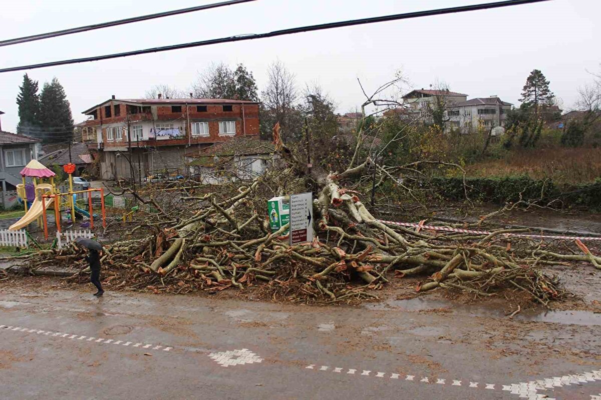 Yaşanan fırtına nedeniyle Çay Mahallesi’nde bulunan kavlağan (Çınar) ağacı, gece saatlerinde büyük bir çatırdama ile devrildi.