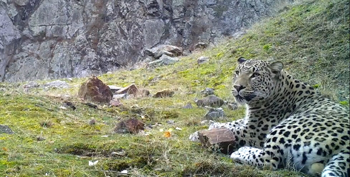 Dişisi, akrabası ve yavrusu olabilir<br><br>Anadolu parsıyla ilgili Türkiye'de çalışmaların 2010 yılından beri devam ettiğini belirten Dr. Yasin Ünal, "Türkiye'deki ilk net, Batı Akdeniz ve Ege Bölgesi bazında, 2019 yılında Tarım ve Orman Bakanlığı DKMP Genel Müdürlüğü 6'ncı Bölge Müdürlüğü tarafından koruma amaçlı yapılan fotokapanlara denk geldi. Daha sonra ISUBÜ iş birliğinde bir araştırma başlatıldı ve bu tespit alanlarına 100'e yakın fotokapan kuruldu. Türkiye'deki ilk videolar bilimsel anlamda tespit edilmiş oldu. Akabinde imzalanan iş birliği protokolüyle TÜBİTAK kapsamında bir proje oluşturuldu. Bu proje kapsamında zaten var olan Anadolu parsı bireyinin bizler dişisinin, akrabasının, hatta yavrusunun olduğunu düşünüyoruz" dedi.