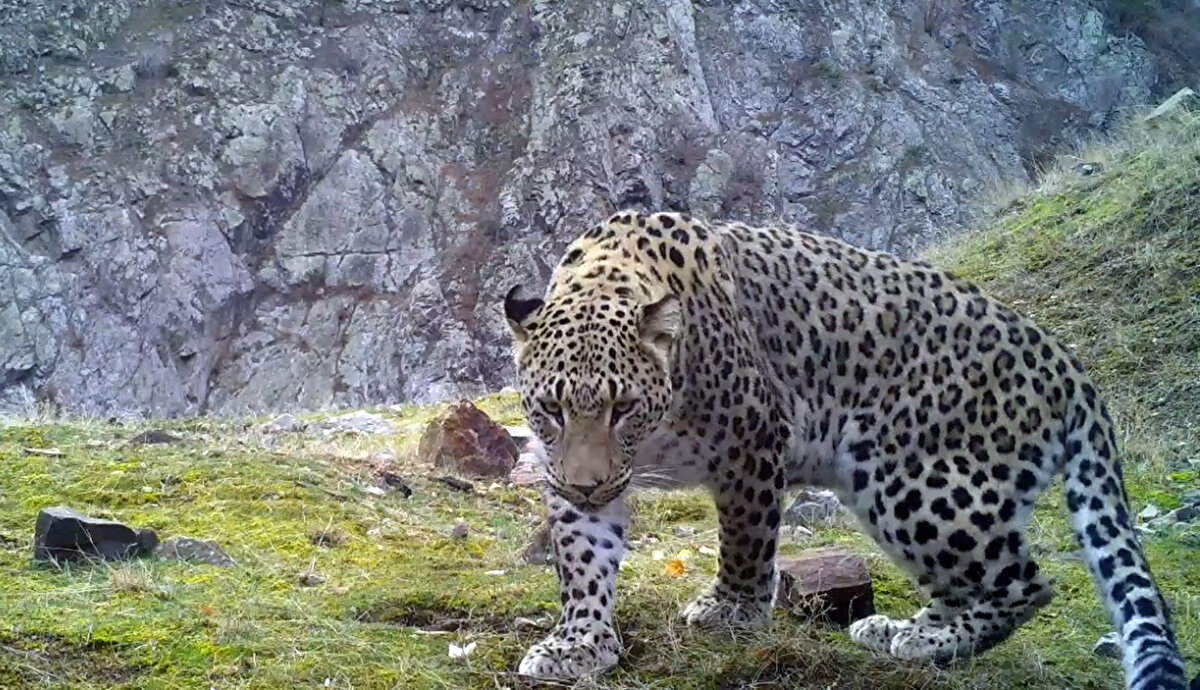 Türkiye'de en son 1975'lerde görülen ve neslinin tükendiği düşünülürken ilk kez 8 Ağustos 2019'da Doğa Koruma ve Milli Parklar Genel Müdürlüğü'ne (DKMP) bağlı 6'ncı Bölge Müdürlüğü ekipleri tarafından Batı Akdeniz'de görüntülenen Anadolu parsıyla ilgili Türkiye'nin birçok bölgesinde yüzlerce fotokapanla bilimsel çalışmalar sürdürülüyor. Bu görüntülemenin ardından DKMP 6'ncı Bölge Müdürlüğü ve Isparta Uygulamalı Bilimler Üniversitesi (ISUBÜ) iş birliğinde TÜBİTAK destekli proje kapsamında sadece Ege ve Batı Akdeniz'de 400 fotokapan kuruldu. ISUBÜ Yaban Hayatı Ekolojisi ve Yönetimi'nden Dr. öğretim üyesi Yasin Ünal, Anadolu'nun gizemli efsanesiyle ilgili Türkiye'deki son bilgileri açıkladı.