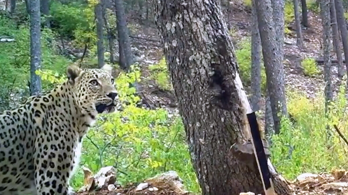 Dişiler çok tedirgin<br><br>Dişilerin özellikle çok tedirgin olduğunu anlatan Dr. Ünal, "Bilimsel çalışmalar da bunu gösteriyor. Hamile olduğu dönemlerde özellikle çok tedirgin ve var olduğunu biliyoruz. Araştırmalarımız devam ediyor. Popülasyonu tahmin edemiyoruz, çünkü bu birey hem Anadolu'da yayılış gösteren hem de İran ve Kafkasya bölgesinden Türkiye'ye giriş- çıkış yapan bir birey. Tabii şu andaki set yapıldı biliyorsunuz sınırlara, bunlar biraz engelliyor. Ama tabii giriş- çıkışlar hala olabilir" dedi. 