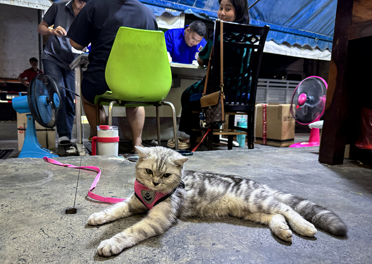 Esnafın süslü kedi ve köpekleri dikkati çekiyor<br><br>Bangkok'ta alışveriş yapan turistleri, dükkan sahiplerinin sevimli dostları karşılıyor.
