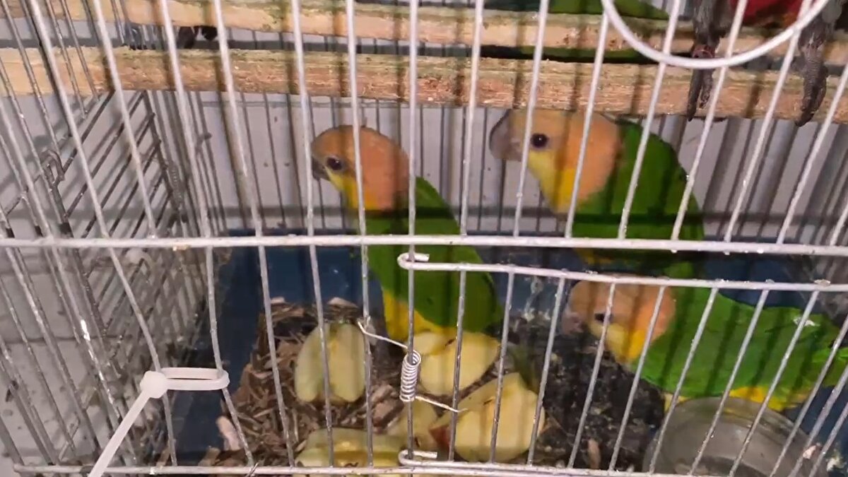  Doğa Koruma ve Milli Parklar İl Şube Müdürlüğü ekipleri tarafından teslim alınan papağanlar, sağlık kontrollerinin ardından Gaziantep Hayvanat Bahçesi'ne gönderildi. Şüpheliye Kara Avcılığı Kanunu muhalefetten 41 bin 817 TL idari para cezası uygulandı.