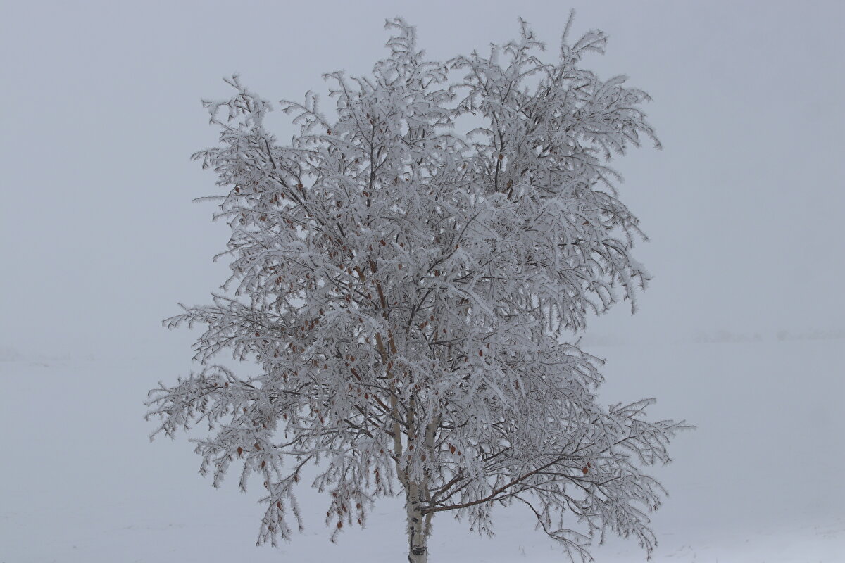 Gece termometrelerin sıfırın altında 8 dereceyi gösterdiği kentte bazı vatandaşlar, araçlarını soğuktan korumak için üzerine branda örttü.