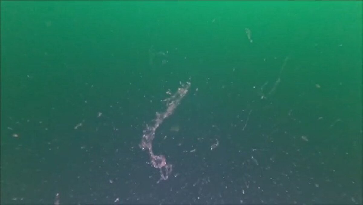 Geçen hafta bilim insanlarından oluşan başka bir grubun İzmit Körfezi’nde, Gebze ilçesi Eskihisar bölgesinde yaptığı çalışmalarda da denizin 10-15 metre derinliklerinde kümelenmiş halde müsilajlar tespit edildi. Dalgıç kamerasına da yansıyan görüntülerde müsilaj tehlikesinin devam ettiği görüldü.