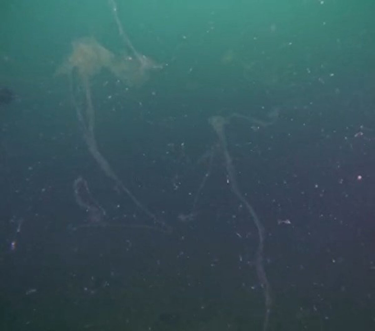 'Deniz genelinde müsilajla ilgili olumsuz gelişmeleri görüyoruz'<br><br>6 Haziran’da Gebze ilçesindeki Eskihisar Sahili’ne canlı popülasyonun artırılması için bırakılan yapay resifler ilişkin Prof. Dr. Halim Aytekin Ergül, “Burada Kocaeli Büyükşehir Belediyesi, İl Tarım ve Orman Müdürlüğü ve Kocaeli Üniversitesi iş birliğiyle bir çalışma gerçekleştirildi. Bu kapsamda doktora ve yüksek lisans öğrencilerimiz de teknik çalışmalarını sürdürüyorlar. Aşağı yukarı her ay ya da 15 günde 1 sürekli dalışlar yapıyoruz. Marmara Denizi'nin farklı bölgelerinde de bu dalış çalışmalarını yapıyoruz ve su altı görüntüler alıyoruz. Ne yazık ki bütün deniz genelinde müsilajla ilgili olumsuz gelişmeleri görüyoruz. Bizim sürdürdüğümüz ve Kocaeli Büyükşehir Belediyesi'nin desteklediği yapay resif çalışmaları bölgenin rehabilitasyonuna katkı sağlamasını umduğumuz çalışmalar. O konuyla ilgili teknik olarak izleme çalışmaları yapıyoruz; diğer yandan da bölge için yararlarını test ediyoruz. Evsel atık sular başta olmak üzere bölgeye olan deşarjların devam etmesi bir sorun olarak varlığını hissettirmeye devam ediyor" ifadelerini kullandı.<br>