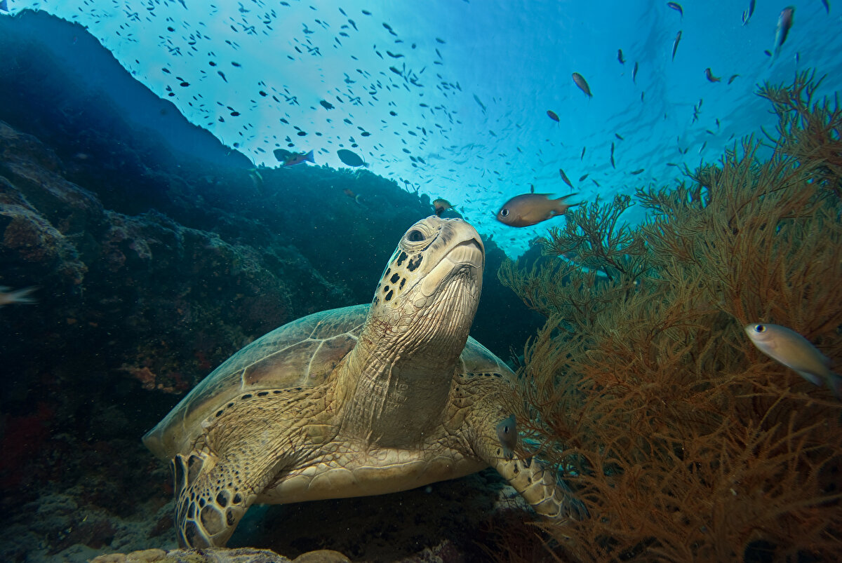 Deniz habitatının yüzde 25'ini destekleyen mercan resifleri, koloniler halinde yaşayan organizmaların varlığı ile anlam kazanıyor.