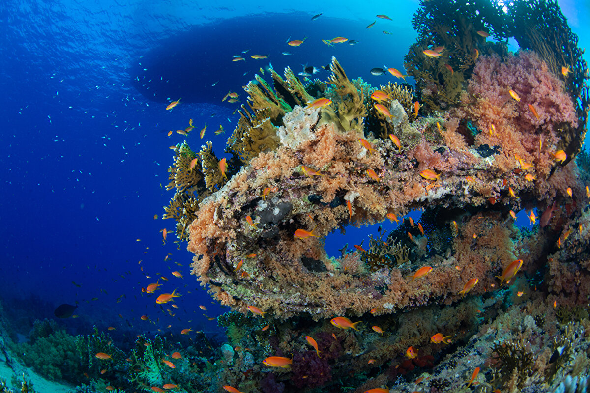 Afrika ve Asya kıtaları arasında yer alan Kızıldeniz, stratejik ve tarihi öneminin yanı sıra eşsiz canlı çeşitliliğiyle hem bilim dünyası hem de dalış turizmi için eşi benzeri olmayan bir yer olarak dikkati çekiyor.